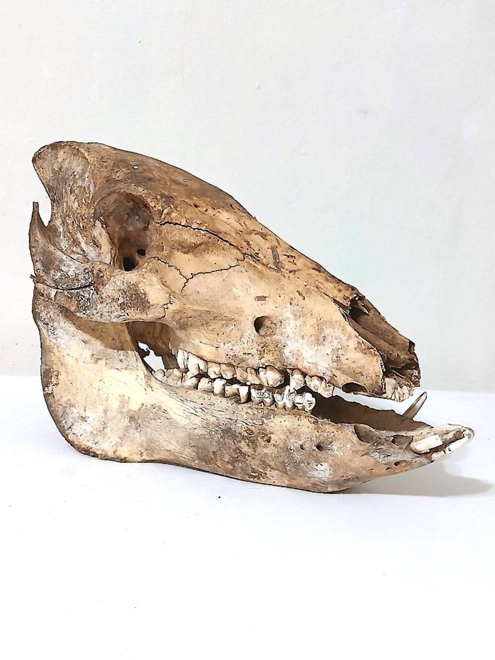 Real Wild Boar Skull Taxidermy Bone Oddity Hog Teeth Jaw Gothic Decor 11”